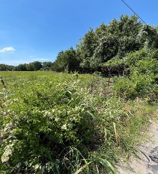 Tall Grass and Weeds